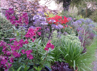 Late Summer Border 4