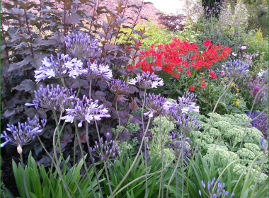 Late Summer Border 5